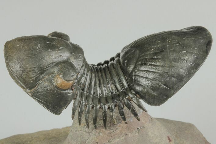 Paralejurus Trilobite Fossil - Orange Eyes #189987